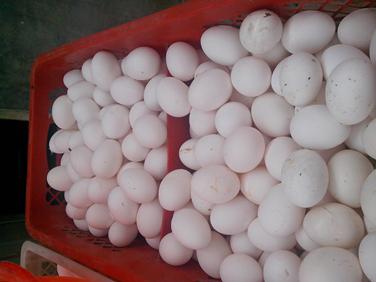 mg不朽情缘(中国)官方网站